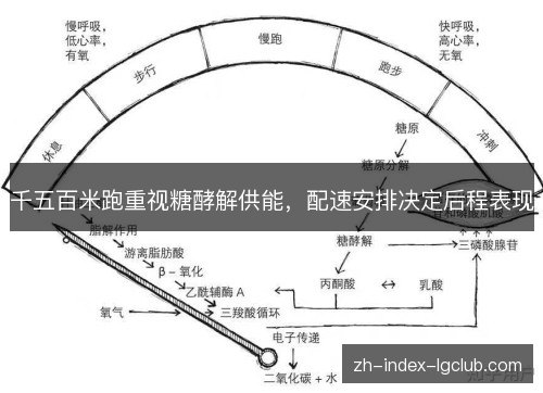 千五百米跑重视糖酵解供能,配速安排决定后程表现 千五百米跑重视糖酵解供能,配速安排决定后程表现